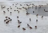 Pilisszentiván Bányató Pilisszentiván