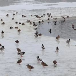 Pilisszentiván Bányató, Pilisszentiván - Egyéb