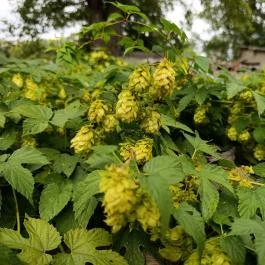 Pilisszentiván Bányató, Pilisszentiván - Egyéb