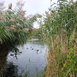 Pilisszentiván Bányató, Pilisszentiván - Egyéb