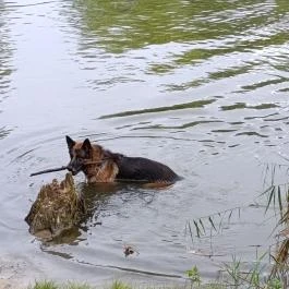 Pilisszentiván Bányató, Pilisszentiván - Egyéb