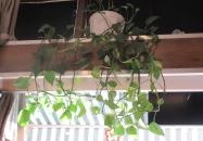 Pillangó Kávézó & Szendvicsező Budapest