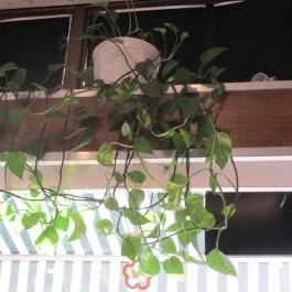 Pillangó Kávézó & Szendvicsező Budapest - Belső