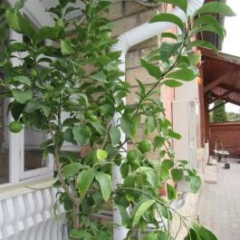 Piroska Étterem, Egerszalók - Külső kép