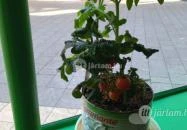 Pizza Foriù Budapest