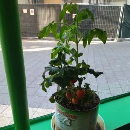 Pizza Foriù Budapest - Egyéb