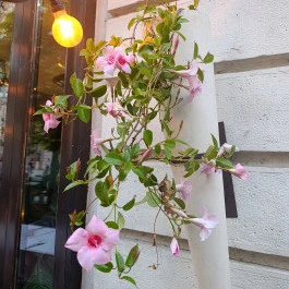 Pizza George Budapest - Külső kép