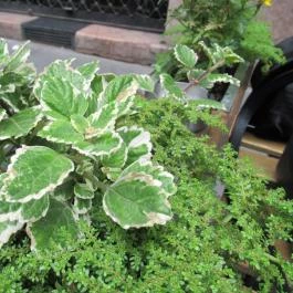 Pizzica Budapest - Egyéb