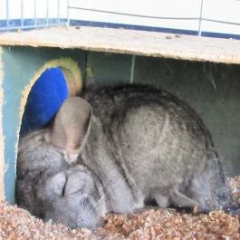 Pollushof Panzió Csolnok - Egyéb