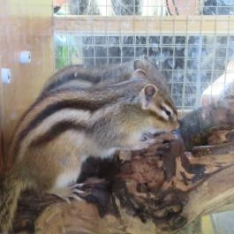 Pollushof Panzió Csolnok - Egyéb