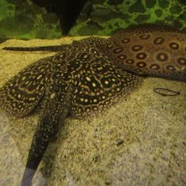 Pollushof Panzió Csolnok - Egyéb