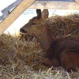 Pónifarm, Taksony - 