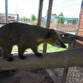 Pónifarm, Taksony - 