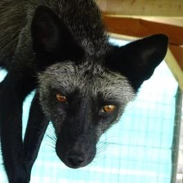 Pónifarm, Taksony - 