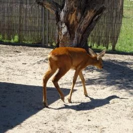 Pónifarm, Taksony - 