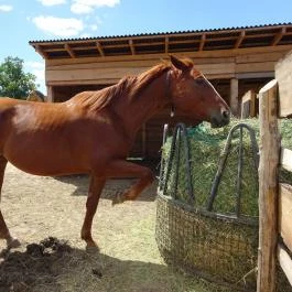 Pónifarm, Taksony - 