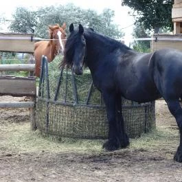 Pónifarm, Taksony - 