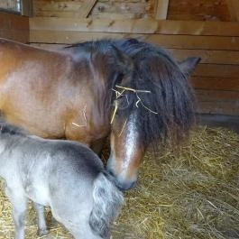 Pónifarm, Taksony - 