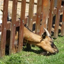 Pónifarm, Taksony - 