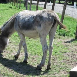 Pósteleki Szabadidő Park Békéscsaba - Egyéb