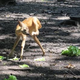 Pósteleki Szabadidő Park Békéscsaba - Egyéb