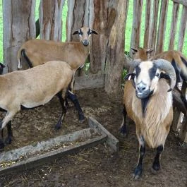 Puchner Kastélyszálló Bikal - Környék