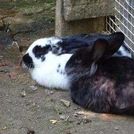 Puchner Kastélyszálló Bikal - Környék