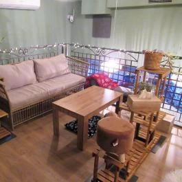 Puppychino Budapest - Belső