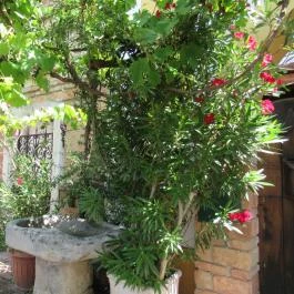 Ráspi Étterem - Vinárium és Borászat, Fertőrákos - Egyéb