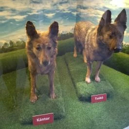 Rendőrmúzeum Budapest - Egyéb