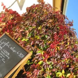 Rigoletto Cukrászda Visegrád - Egyéb