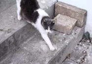 Rónay Cukrászda Kiszombor