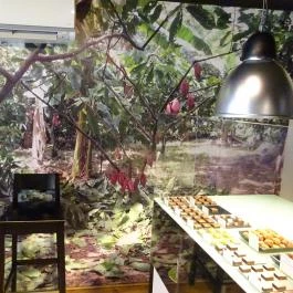 Rózsavölgyi Csokoládé Budapest - Egyéb