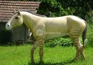 Rudapithecus Látogatóközpont Rudabánya