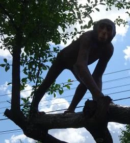 Rudapithecus Látogatóközpont