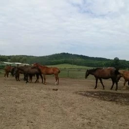 Salföldi Major, Salföld - 