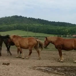 Salföldi Major, Salföld - 