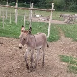 Salföldi Major, Salföld - 