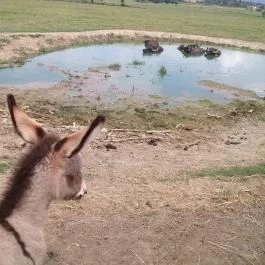 Salföldi Major, Salföld - 