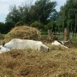 Salföldi Major, Salföld - 