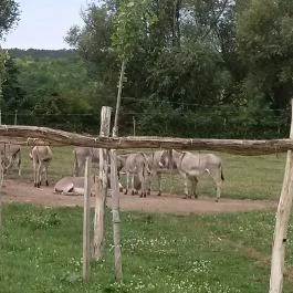 Salföldi Major, Salföld - 