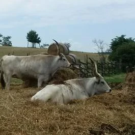 Salföldi Major, Salföld - 