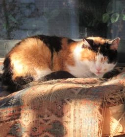 Schatzi Sváb Kisvendéglő