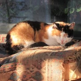 Schatzi Sváb Kisvendéglő Visegrád - Egyéb