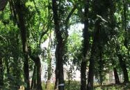 Schossberger-kastély Tura