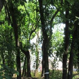 Schossberger-kastély Tura - Egyéb