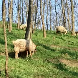 Seholsziget Élménypark Nőtincs - Egyéb