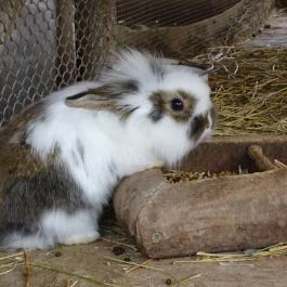 Seholsziget Élménypark Nőtincs - Egyéb