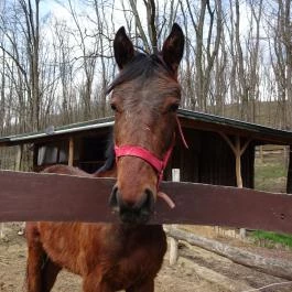 Seholsziget Élménypark Nőtincs - Egyéb