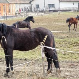 Seholsziget Élménypark Nőtincs - Egyéb
